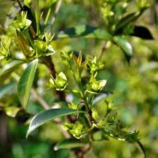 Image result for Eugenia