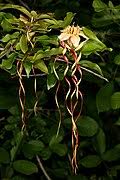 Image result for Strophanthus bequaertii