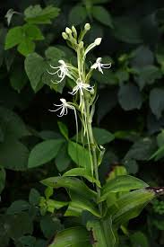 Image result for Habenaria petitiana