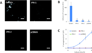 Mechanically Strong Interpenetrating Network Hydrogels For Differential Cellular Adhesion Rsc Advances Rsc Publishing Doi 10 1039 C7ra01271c