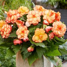 Image result for Begonia iucunda