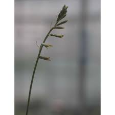 Image result for Dipcadi brevifolium