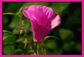 Flower Blooming Animated Gif Hawaiidermatology Jobspapa Com Blooming Flowers Flowers Flowers Gif
