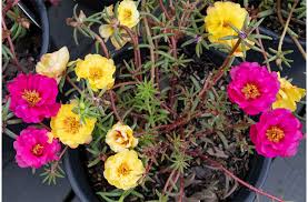 Discover hundreds of ways to save on your favorite products. The Garden Guru S Top Ten Annuals For Hampton Roads Mcdonald Garden Center