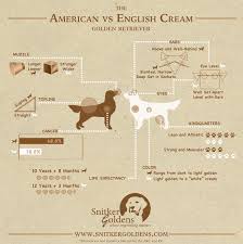 American Vs English Cream Golden Retriever Visual Ly