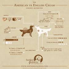 american vs english cream golden retriever visual ly