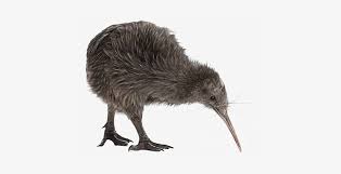 Find the perfect flamingo bird white background stock photo. Kiwi Bird Png Transparent Kiwi Bird Kiwi Bird White Background Transparent Png 435x340 Free Download On Nicepng