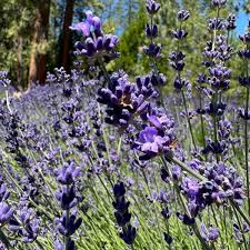 Image result for Lavandula angustifolia Vera