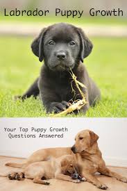 when do dogs stop growing labrador puppy growth chart and faq