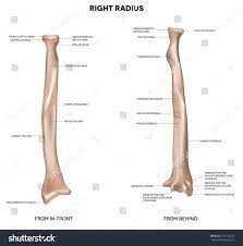 The radius articulates in four places: Radius Human Right Radius Bone Detailed Medical Illustration Latin Medical Terms Isolated On A White Background Radius Bone Bones Anatomy Anatomy Bones