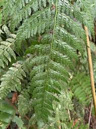 Image result for Rhytachne robusta
