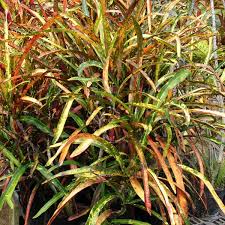 Image result for Keetia zanzibarica