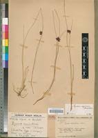 Image result for Pycreus macranthus