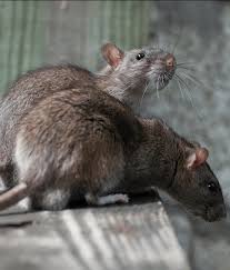 At ak pest control, we use safe and green pesticides to effectively rid your property of bugs and pests. Mice Rats Ak Pest Control Of Central Virginia