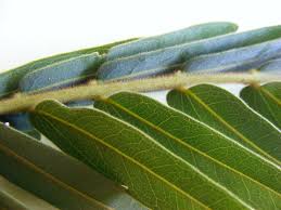 Image result for Brachystegia