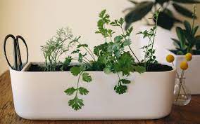Miaira jennings diy mason jar herb garden. What To Plant Easiest Herbs To Grow Indoors Pass The Pistil