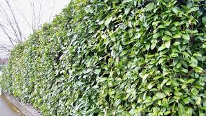 Buy fence planters and get the best deals at the lowest prices on ebay! Hedges Portland Nursery