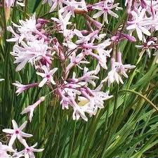 Image result for Tulbaghia fragrans