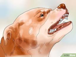 What to do with food aggression in dogs? How To Tell If A Dog Is Getting Food Aggression 11 Steps