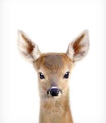 Deer Print Woodland Animal Prints The Crown Prints Baby Etsy In 2020 Baby Animal Prints Woodland Animal Prints Nursery Animal Prints