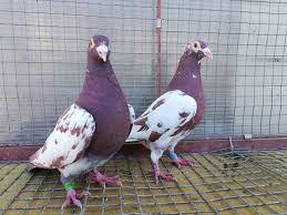 Pin De Pombo Ornamental Em Racing Pigeons Pomba Pombo Pombo Correio
