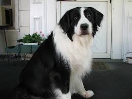 Boradors are an amazing border collie labrador mixed breed, who combine the best traits of both. The Border Collie Lab Mix A Great Watchdog With A Loving Temperament Puppy Toob