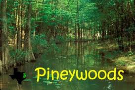 Birds Of East Texas Piney Woods Tpwd Kids Pineywoods South Texas Texas Places Texas