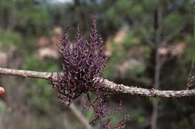 Image result for Viscum shirense