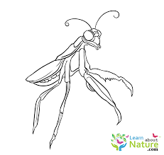Learn how to draw a praying mantis easy step by step drawing & coloring page for kids & beginners. Mantis Coloring Page Learn About Nature