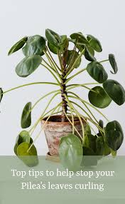 Our Top Tips To Help Stop Your Pilea S Leaves From Curling Chinese Money Plant Money Tree Plant Plants