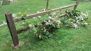 Install split rail fence in a flower pot. How To Make The Most Of A Split Rail Fence On Your Backyard