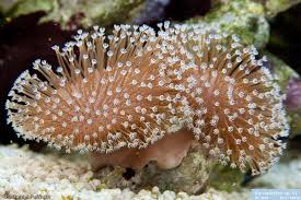 Image result for Sarcophyte