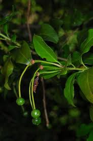 Image result for Capparis citrifolia