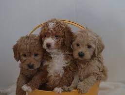 Irish Doodle Puppies Characteristics Pictures Advantages Colors Irish Doodle Irish Dog Doodle Puppy