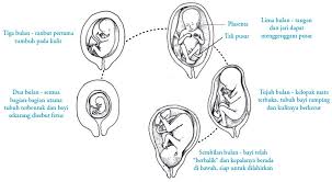 Empat ruangan jantung adalah serambi kanan dan kiri dan bilik jantung. Proses Fertilisasi Gestasi Kehamilan Dan Persalinan Pada Manusia
