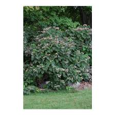 Image result for Clerodendrum melanocrater