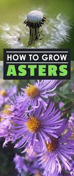 How To Grow Asters Epic Gardening Aster Flower Beautiful Flowers Garden Flower Garden