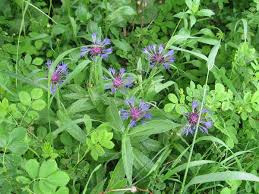 Image result for Centaurea praecox