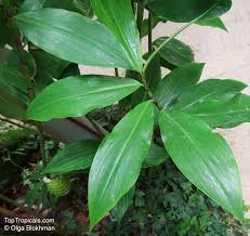 Image result for Costus afer