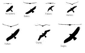 O ne can tell a great deal about how a bird lives just from its wing shape. Journey North Teacher S Manual