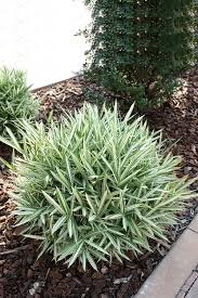 Image result for Pleioblastus fortunei