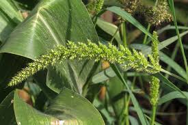 Image result for Setaria kagerensis