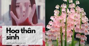 Hoa thân sinh liên kết với từng tháng sinh của người ảnh hưởng đến tích  cách và vận hạn ra sao?