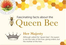 Image result for Queen bee