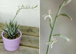Image result for Habenaria attenuata