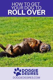 How To Get Your Dog To Roll Over Dog Training Dogs Dog Training Tips