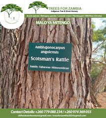 Image result for Amblygonocarpus