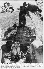 Johnnie the Tractor-Driving Monkey