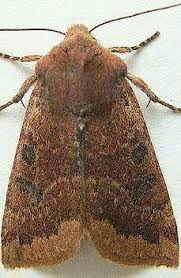 Image result for Orthochilus milnei