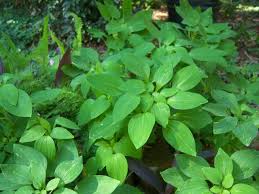 Image result for Alstroemeria pulchella